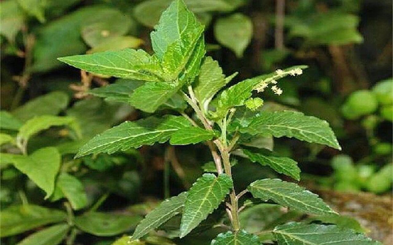 两种常见草,白癜风很害怕