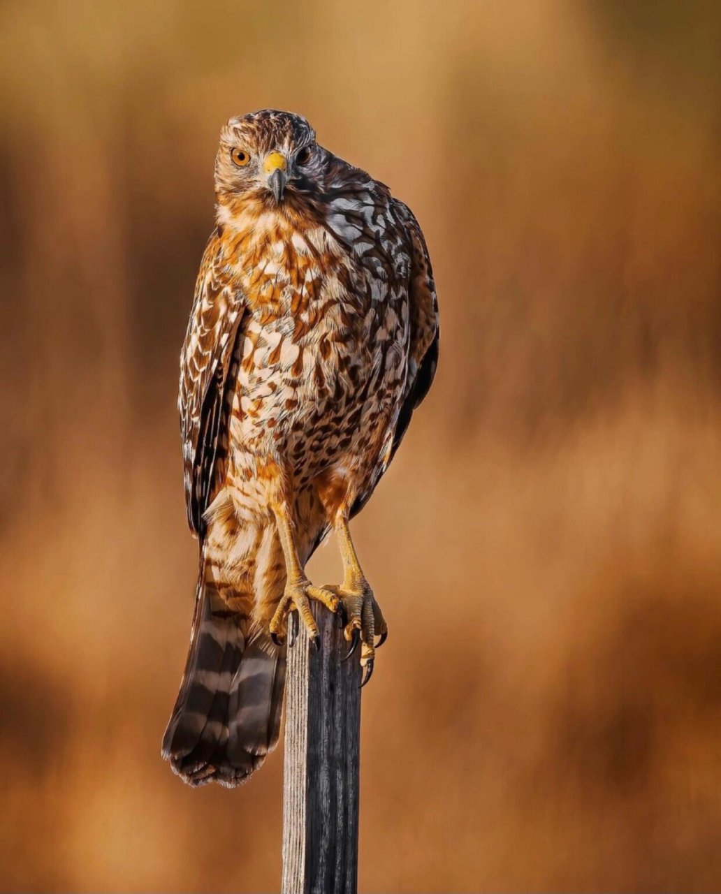 像大多数鸟类一样,鹰在秋季和春季迁徙.