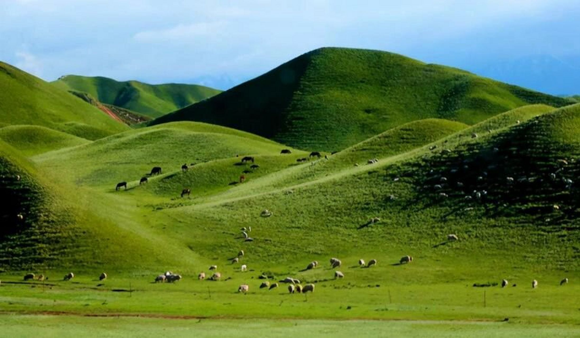 乌鲁木齐南山风景区又被称为南山牧场,这里这里雪峰9015高耸,花草