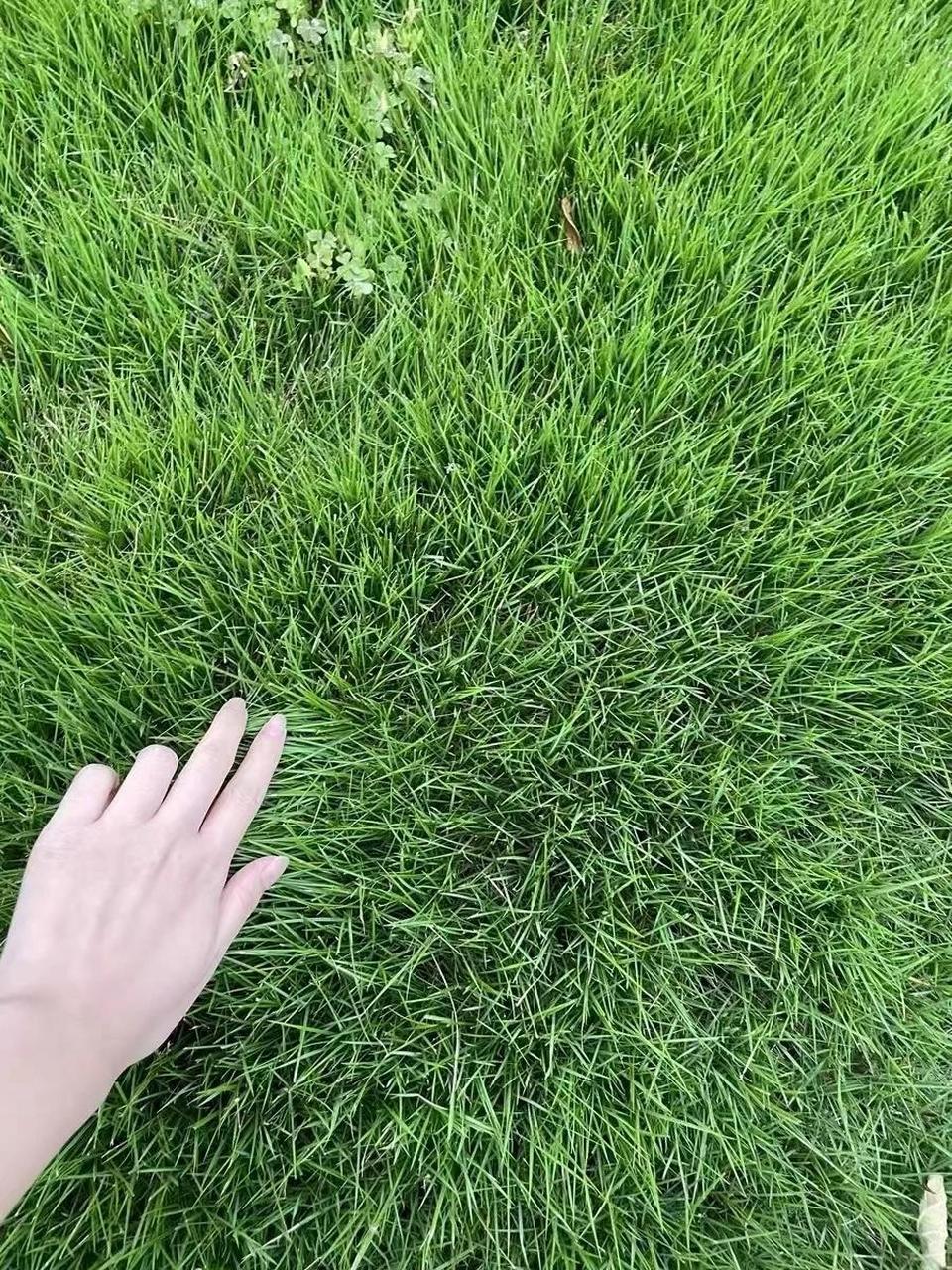 狗牙根是全国各地都有种植的草坪 狗牙根草坪品种扩展能力强,叶色碧绿