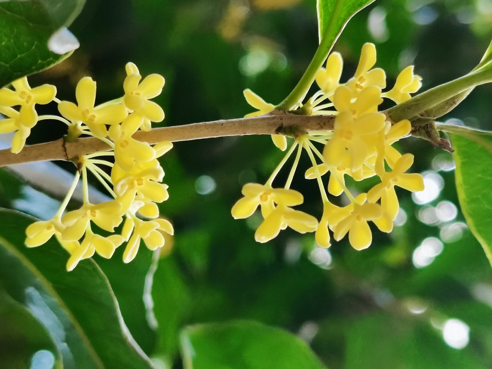 桂花季 超好看的桂花图片 桂花会开,空气会香甜,我们也会越来越好