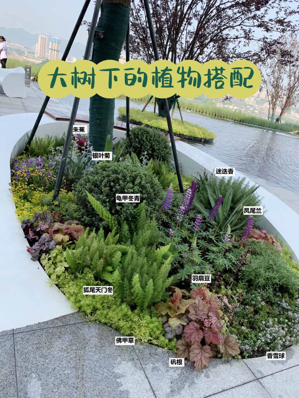 花园植物搭配 大树下面是属于阴凉的地方,晒到阳光的时间不长,所以