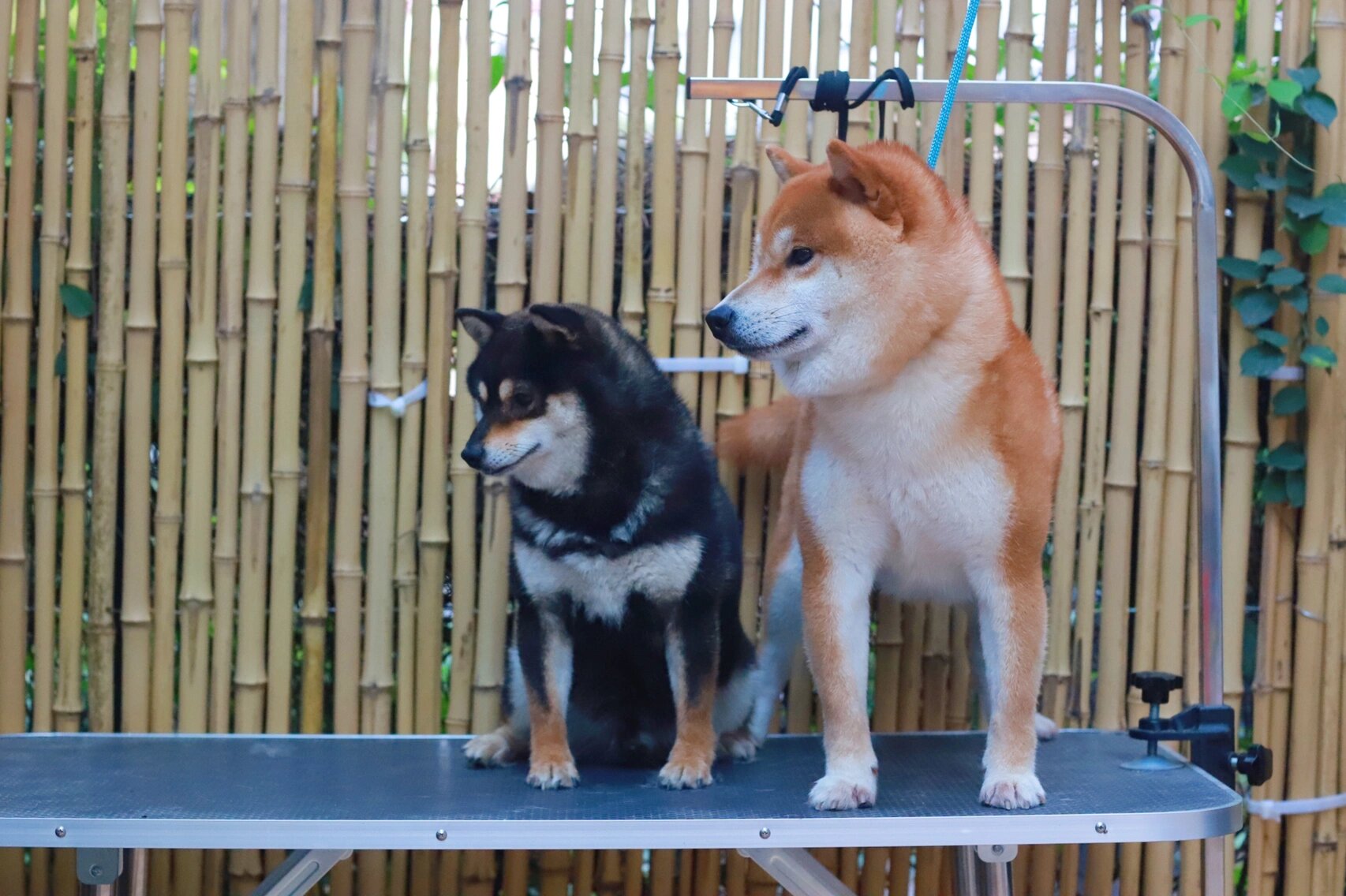 几张图告诉你柴犬和豆柴的区别