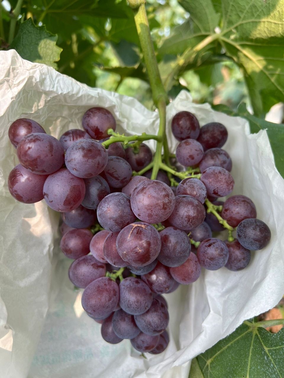 玫瑰香葡萄 茶淀无籽玫瑰香 自产自销可采摘可零售 八月正是吃99的
