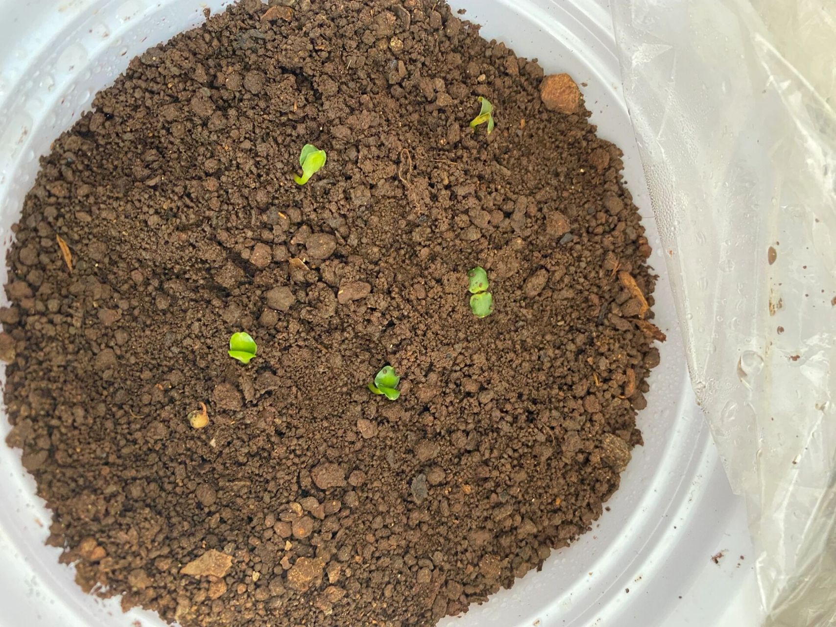 我的凤仙花种植日记(纸巾催芽)day13 纸巾催芽成功的9粒种子,全部发芽