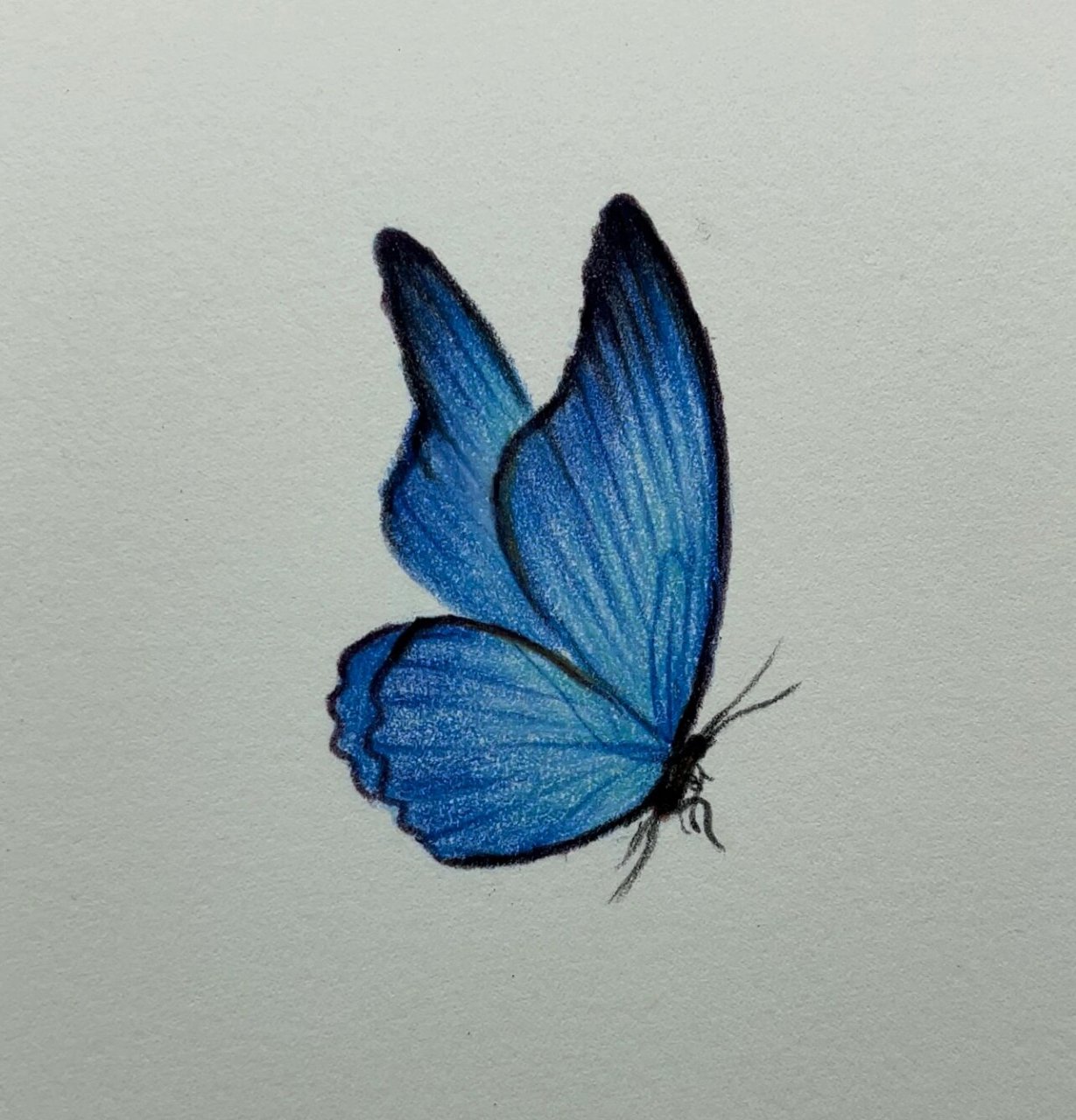 蓝色蝴蝶绘画过程图