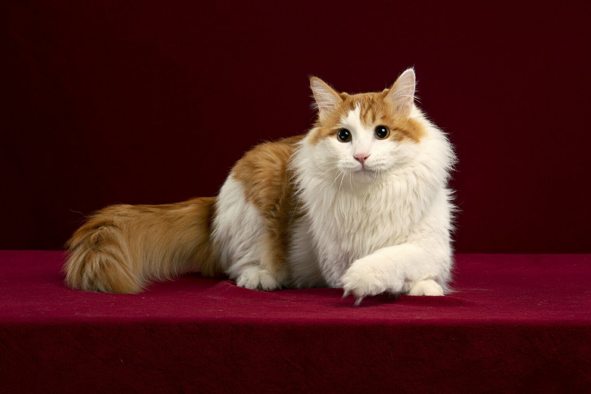 长毛白橘,田园猫中的颜值小霸王 感觉颜值不比一些品种猫差啊, 有养猫