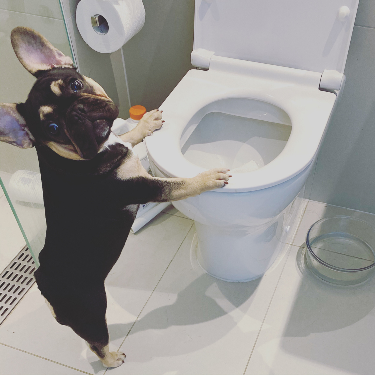 97如何教狗狗上厕所97 97狗子不听话,乱拉,乱尿怎么办?