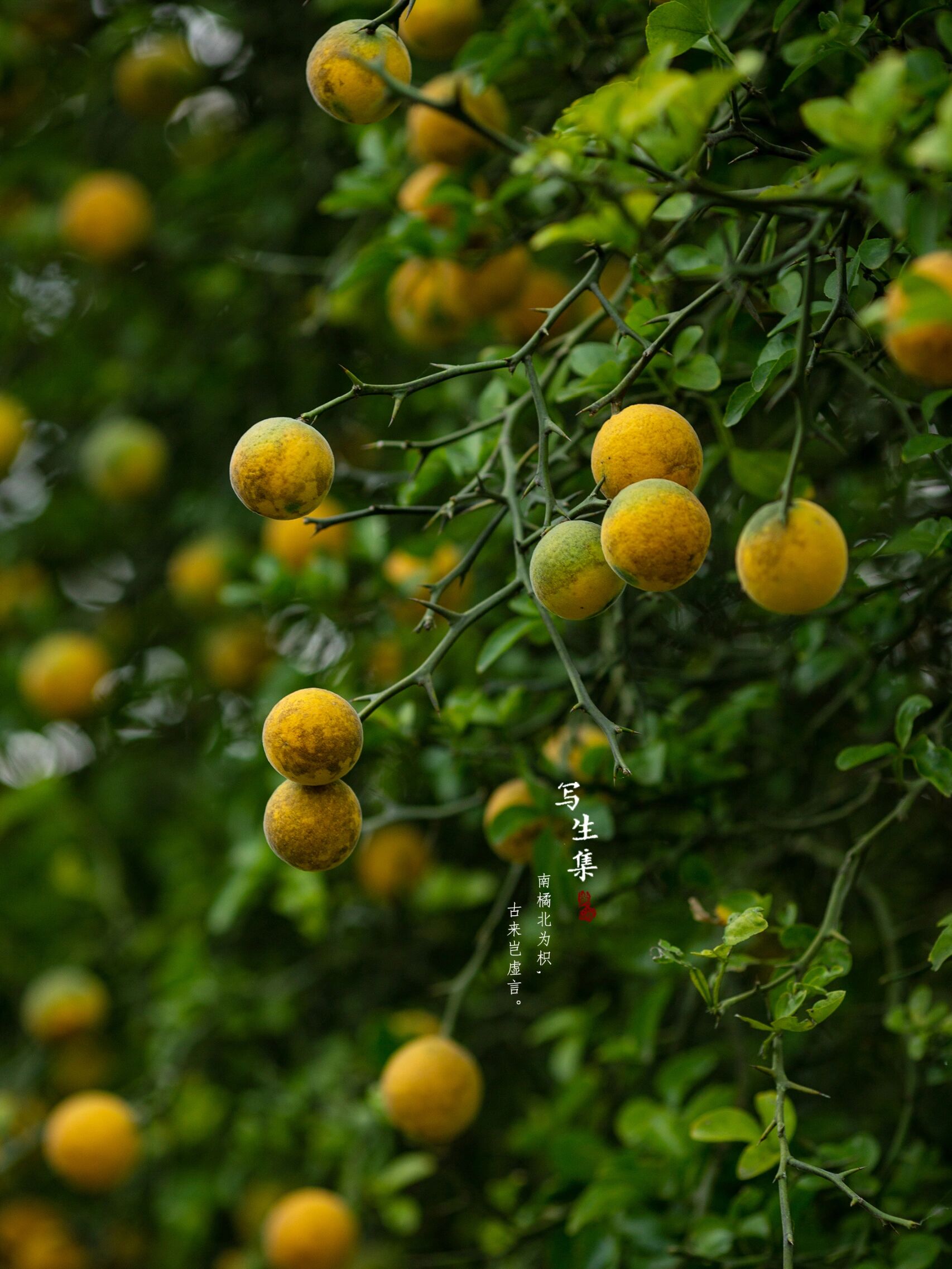 南桔南为橘子北为枳南为橘北为枳树橘子 梨图片芸香科柑橘枳果实图片