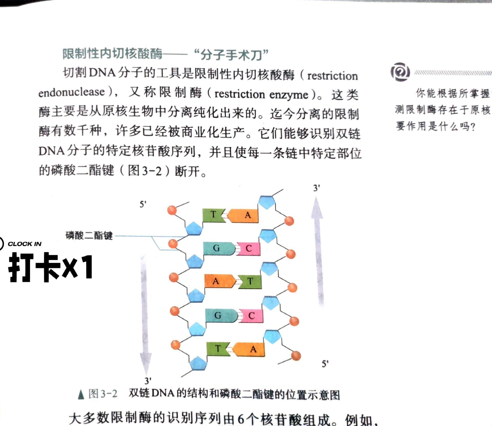 53磷酸二酯键图片