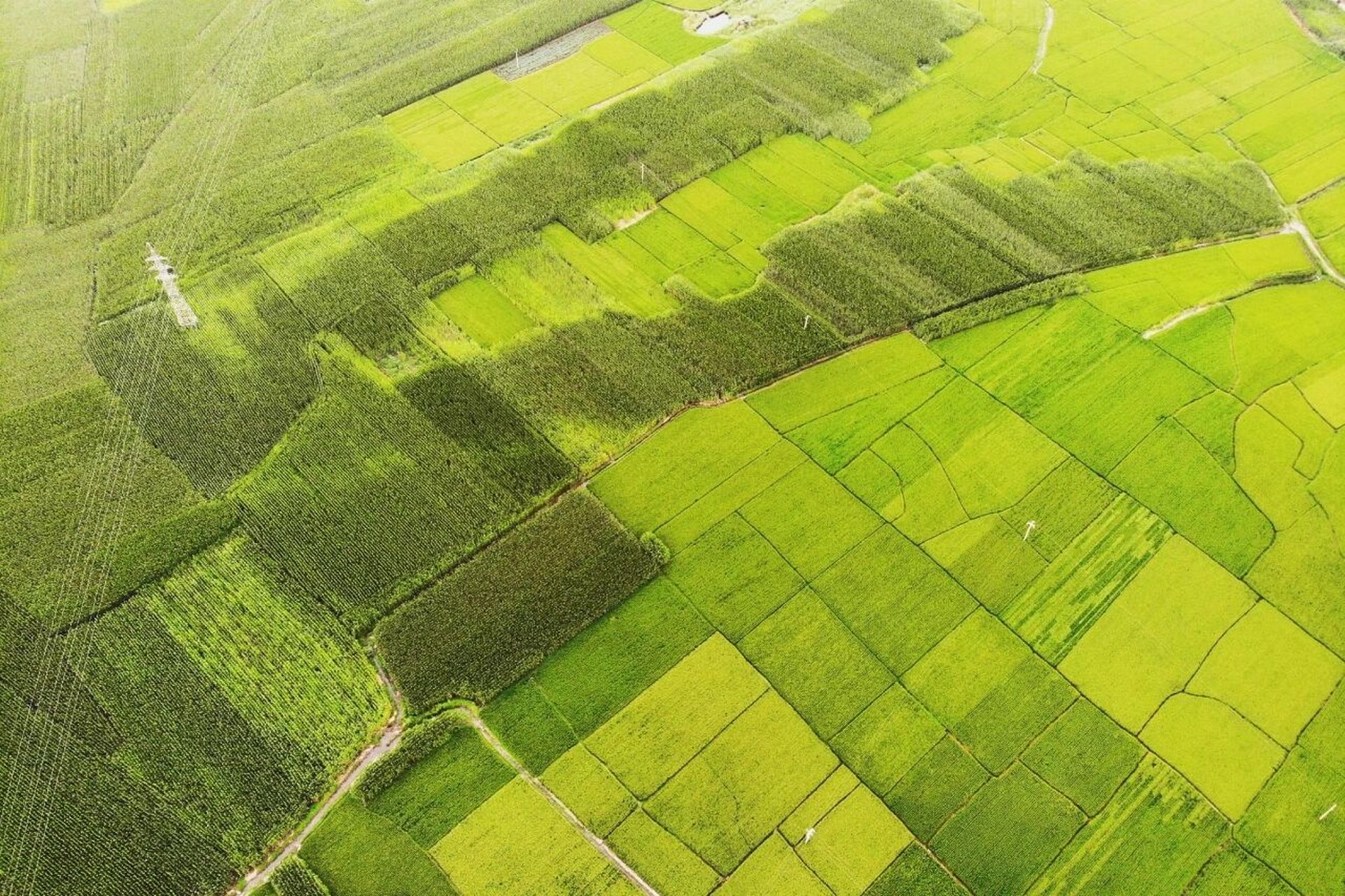 吉林航拍|夏日稻田 吉林市丰满区前二道乡附近的稻田航拍,稻田面积