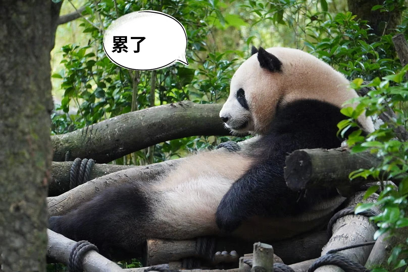 大熊猫梅兰|肉肉表情包5.099