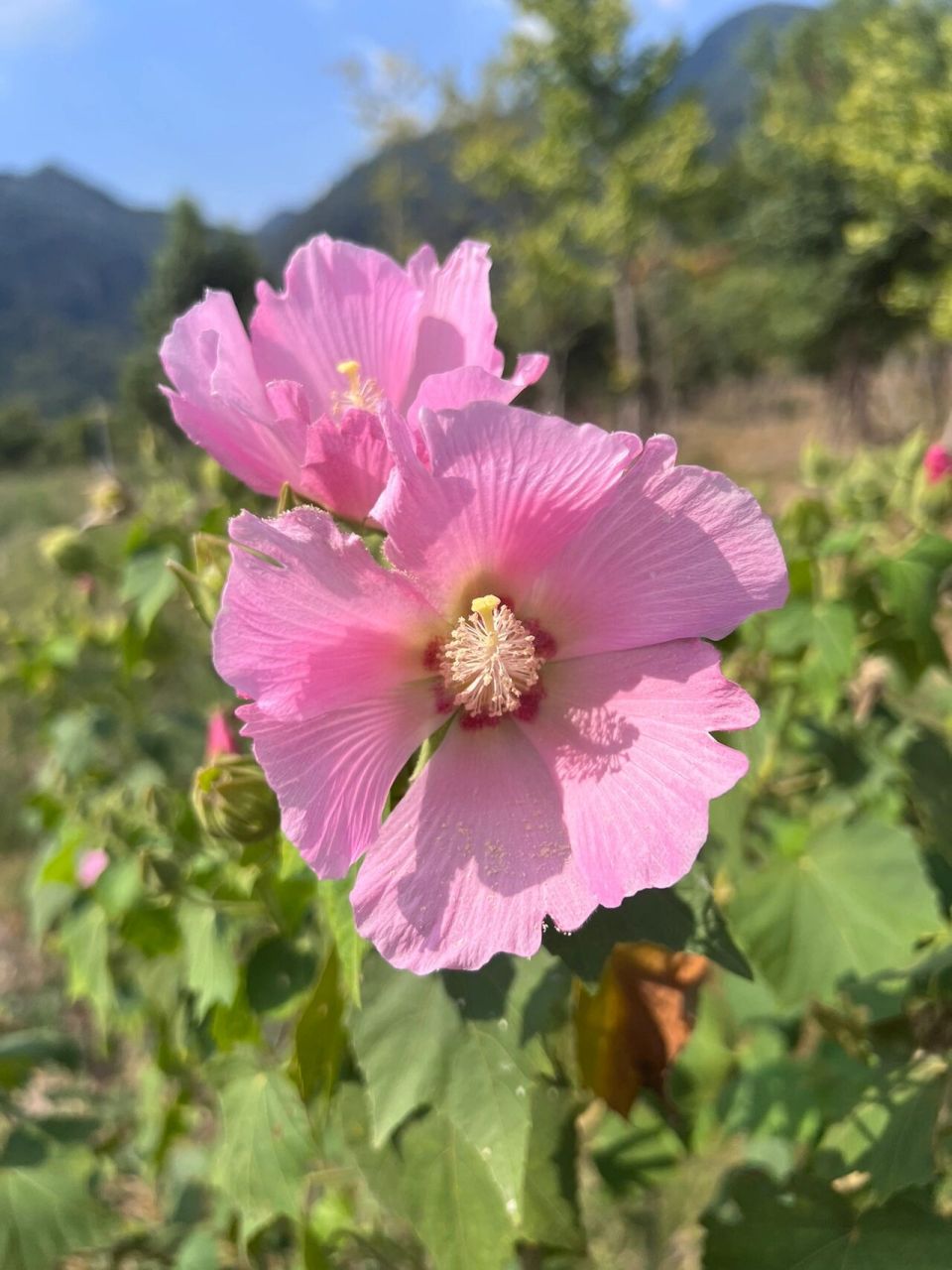 木芙蓉 | 木末芙蓉花,山中发红萼 花名:木芙蓉 科属:锦葵科,木槿属