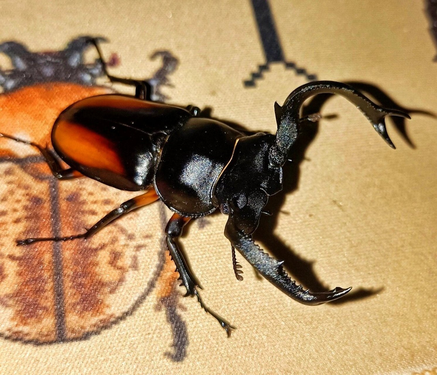 越南黄金鹿角锹形虫(rhaetulus crenatus kawanoi)真正意义上的鹿角