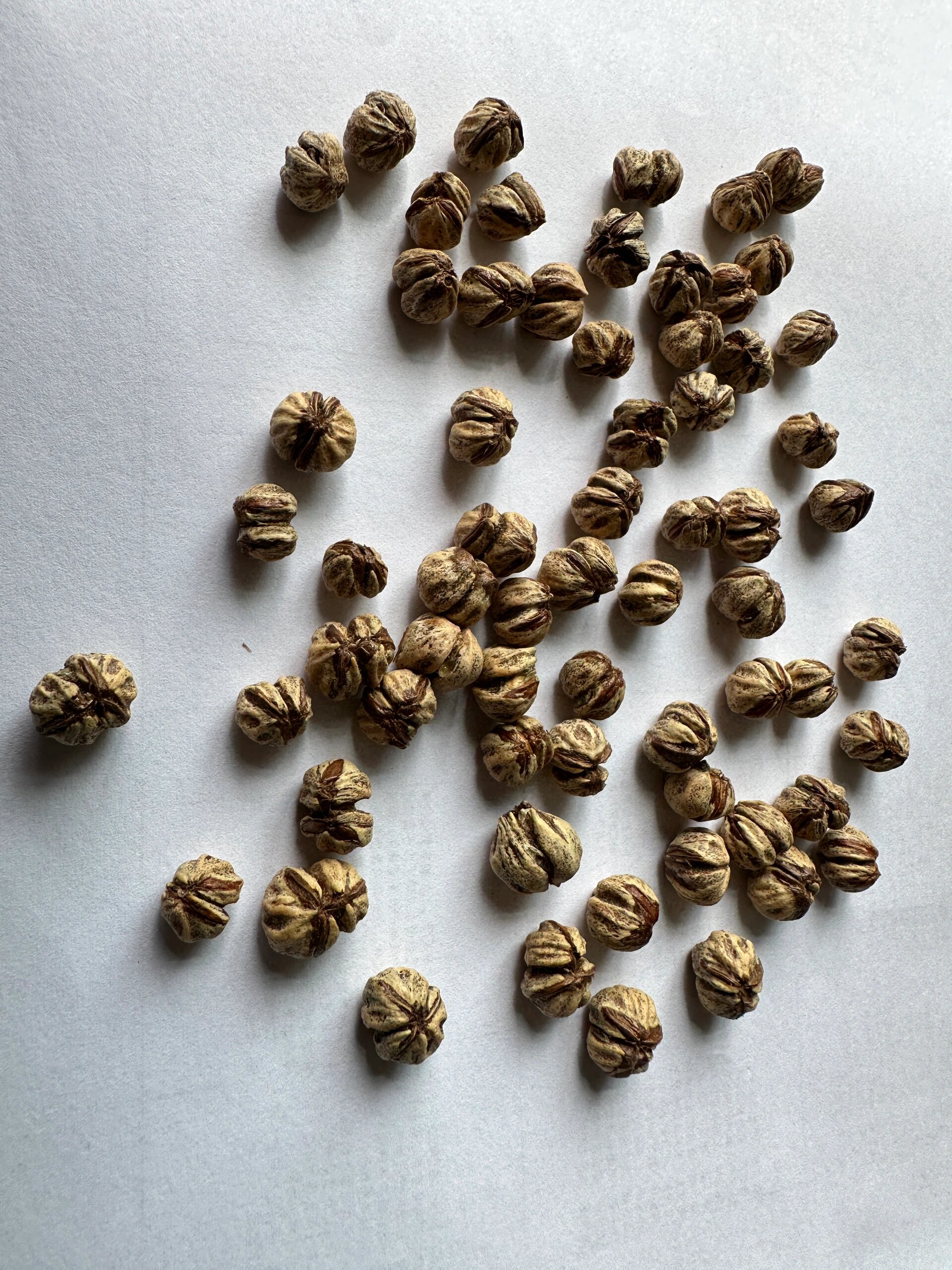 热振红芽籽百香籽