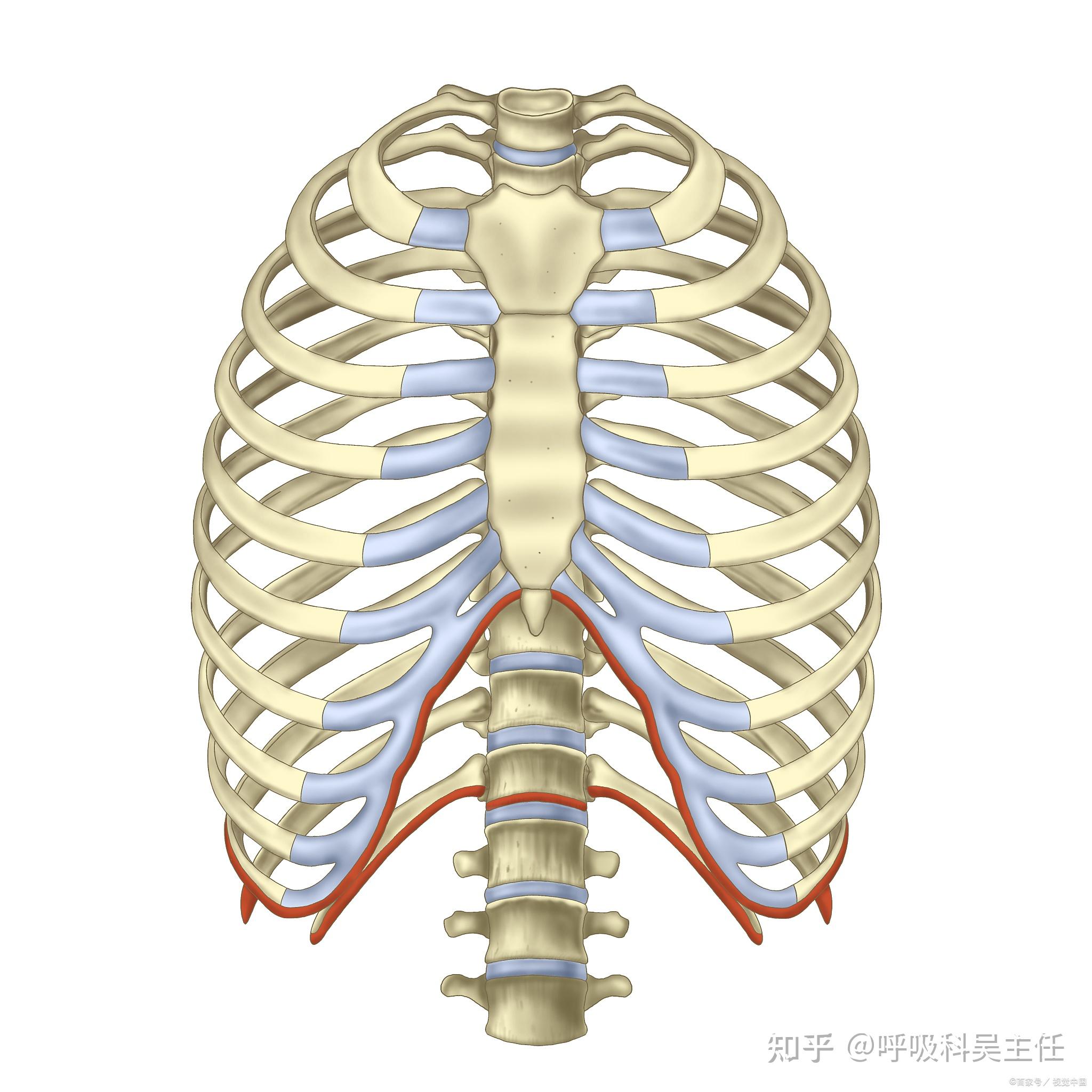 心口窝在哪个位置图片