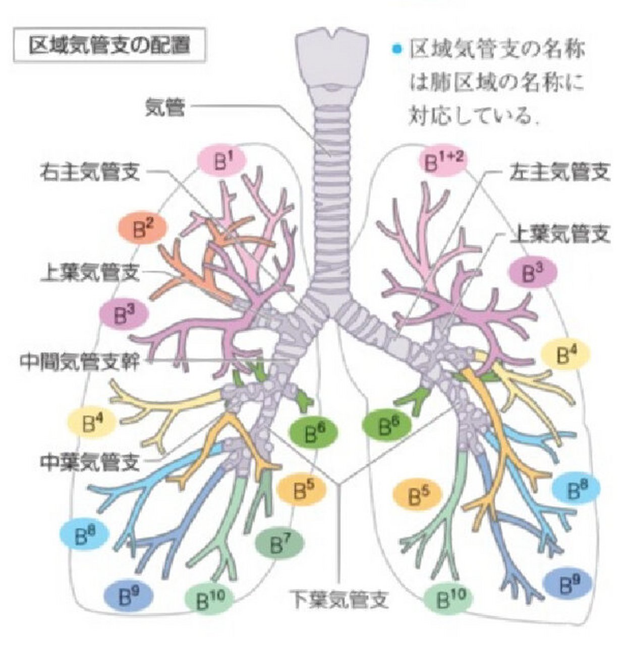 肺的分叶图图片