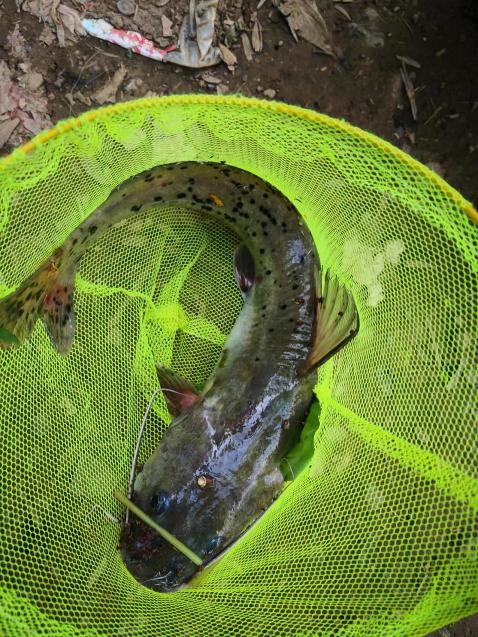 芝麻剑鱼 好不容易钓了条鱼 结果是二级保护动物 放生了