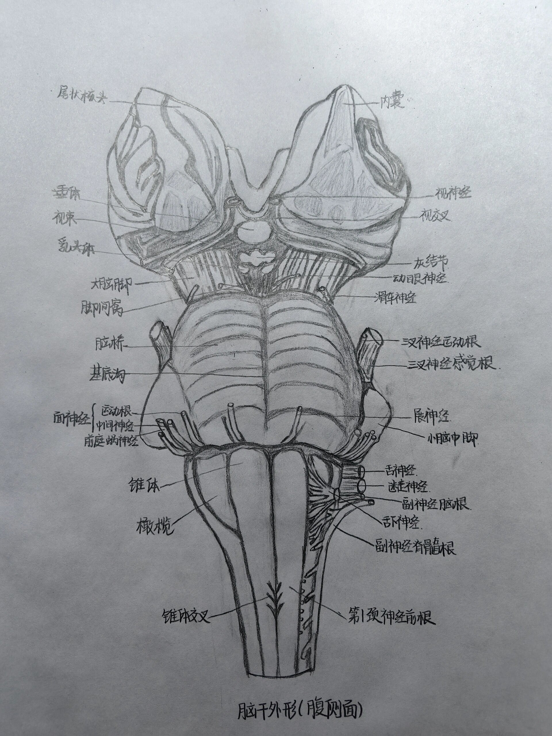 脑干腹侧面解剖图图片