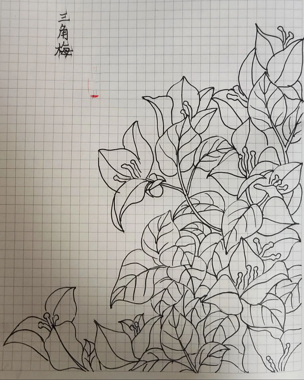 手绘第246天!三角梅     949494959595