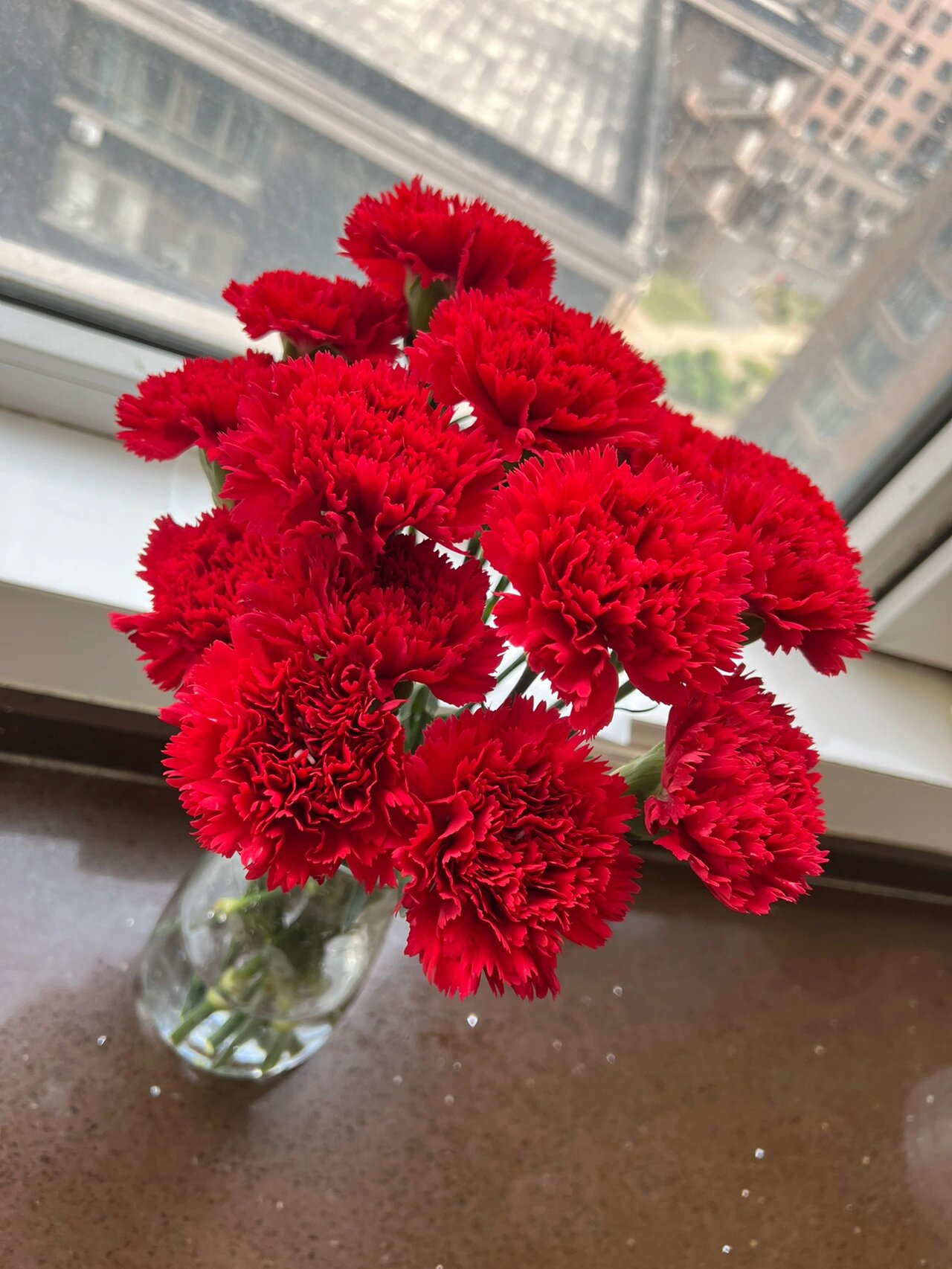 传统正红色的康乃馨,花期15天 ,超耐养,最后一朵昨天才丢掉火热的