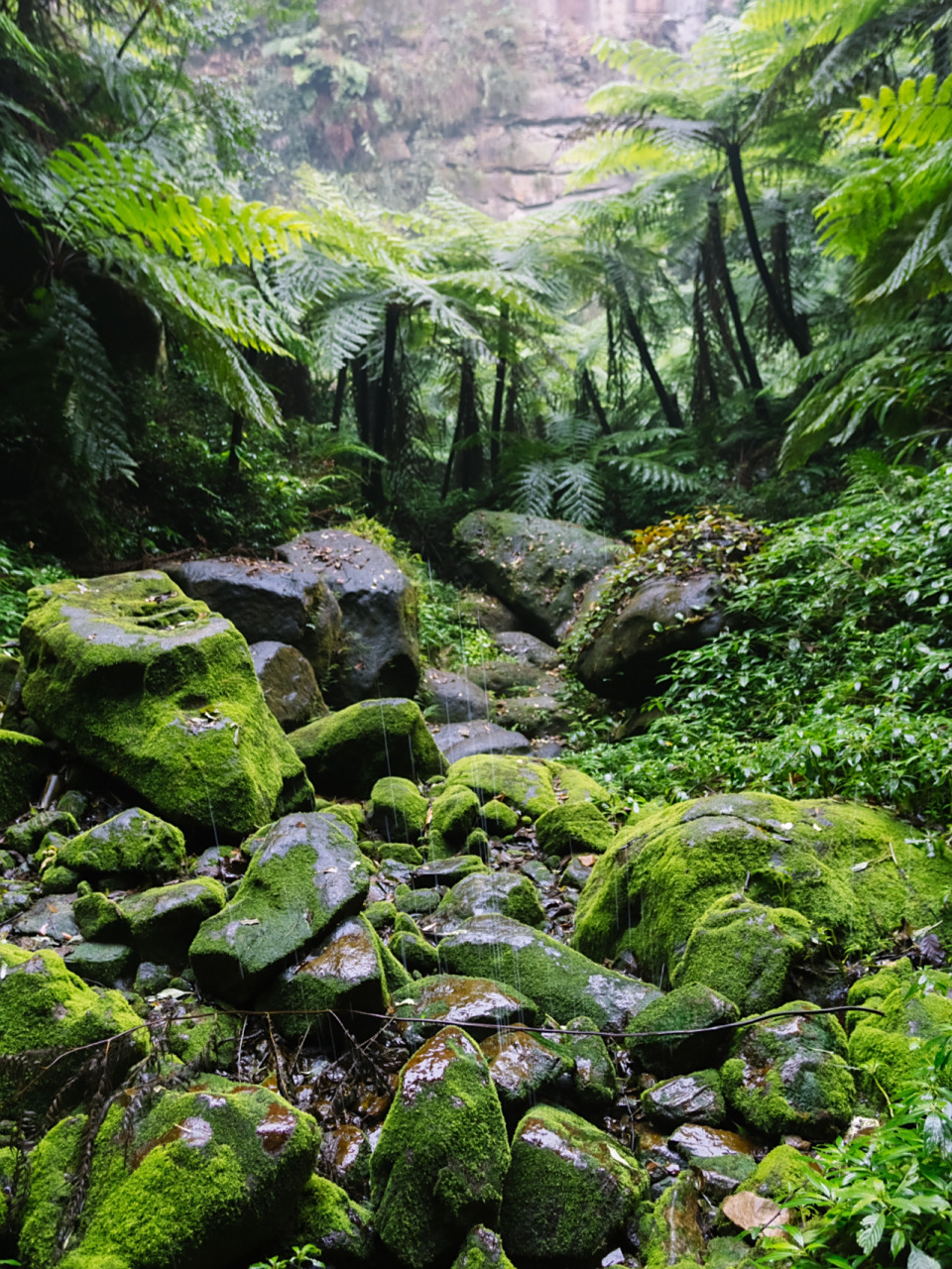 乐山桫椤峡谷|完整攻略带你重返侏罗纪世界 桫椤,与恐龙同代的植物