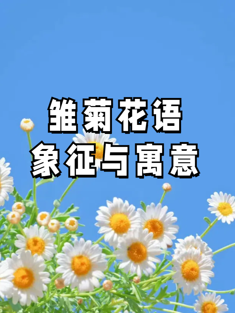 雏菊花语象征与寓意