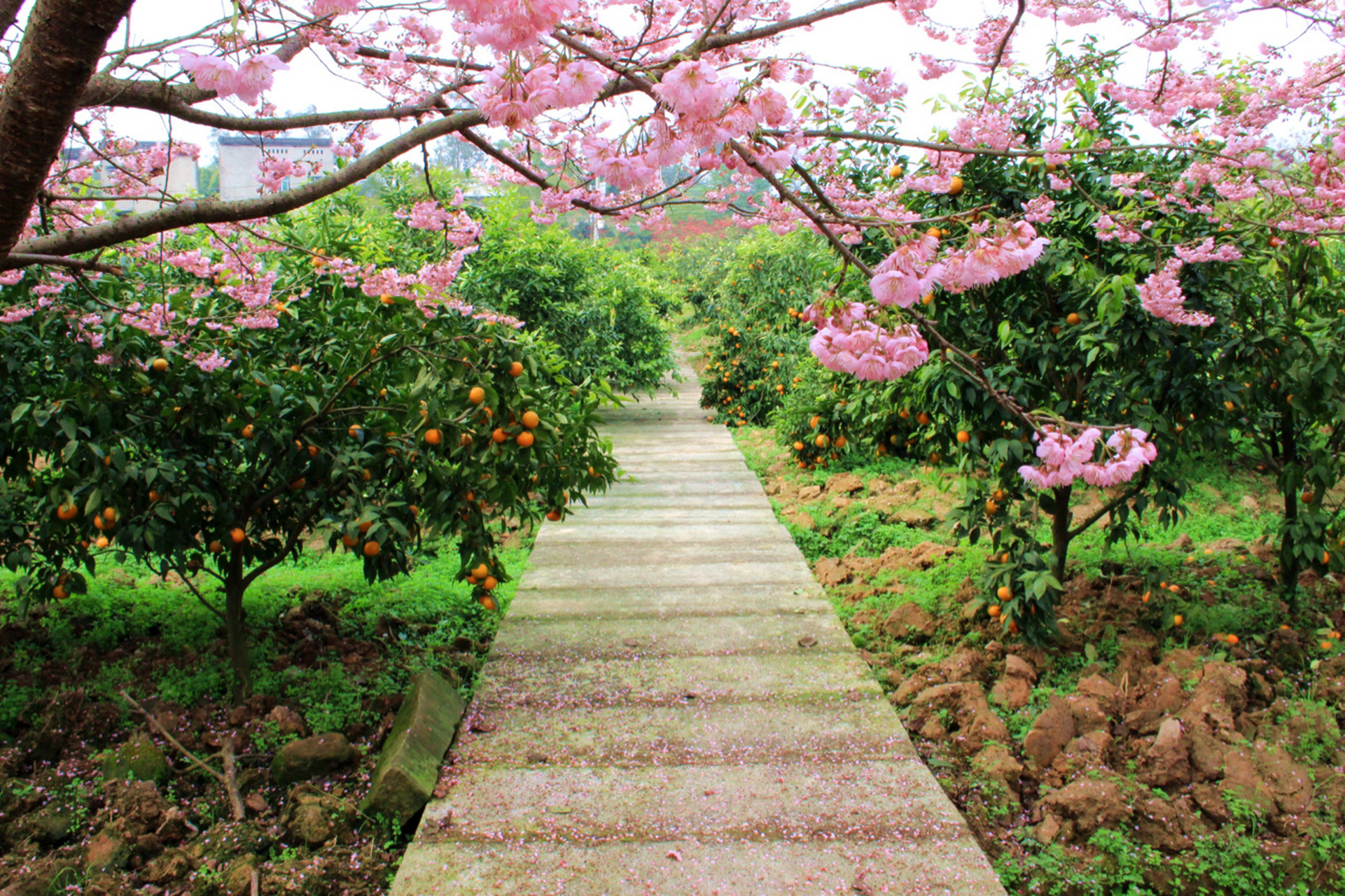 重庆北碚最早的樱花开了!