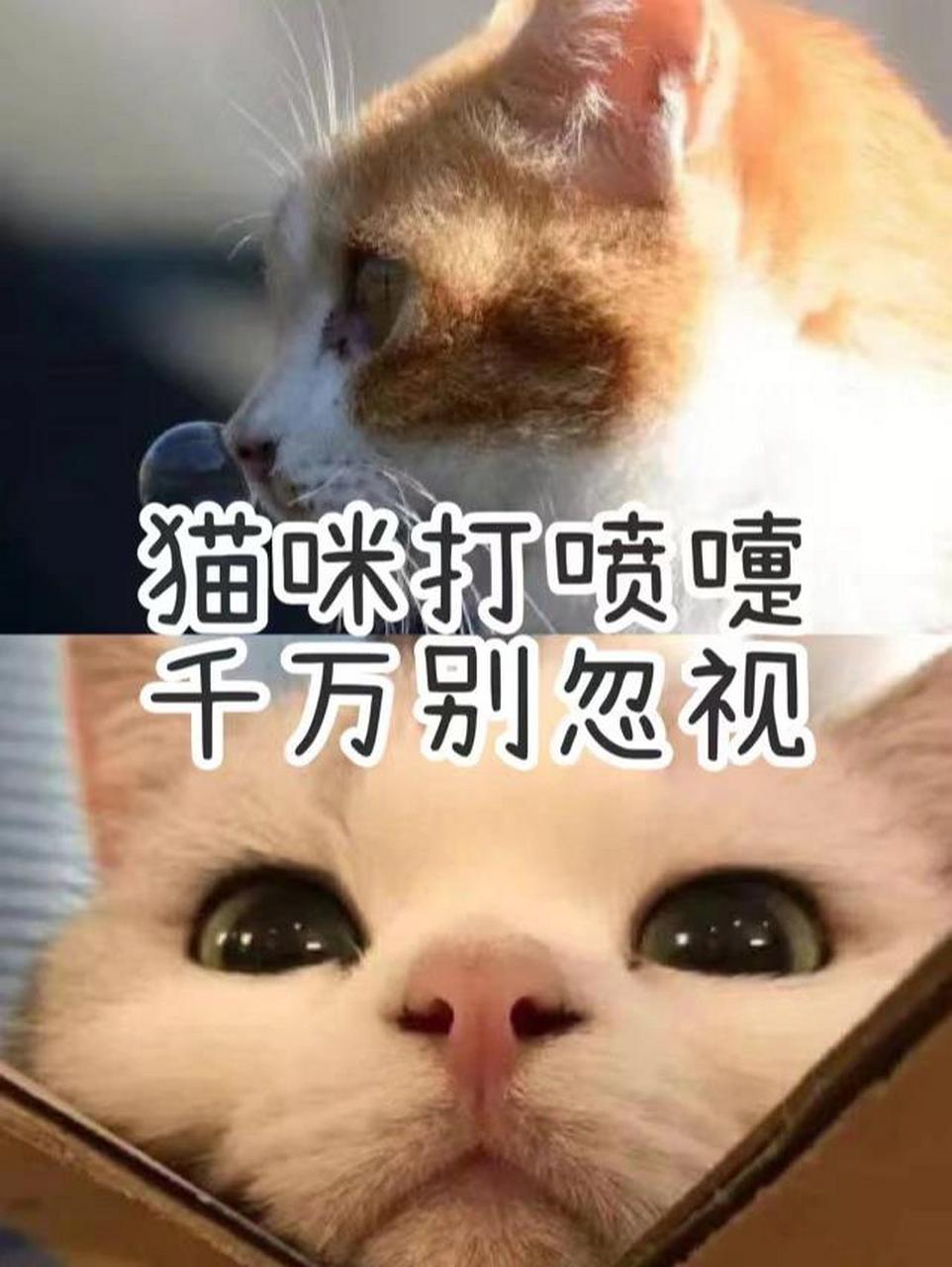 猫打喷嚏是怎么回事图片