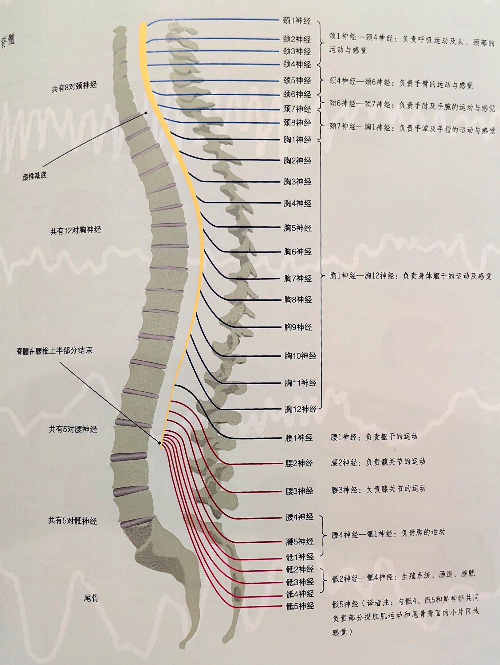 人体神经线路图图片