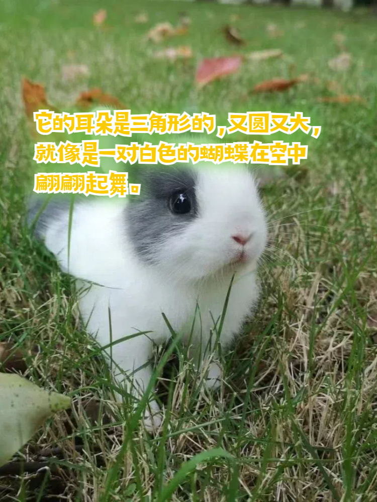 描写兔子外形特点的句子 以下是描写兔子外形特点的句子: 小兔子长着