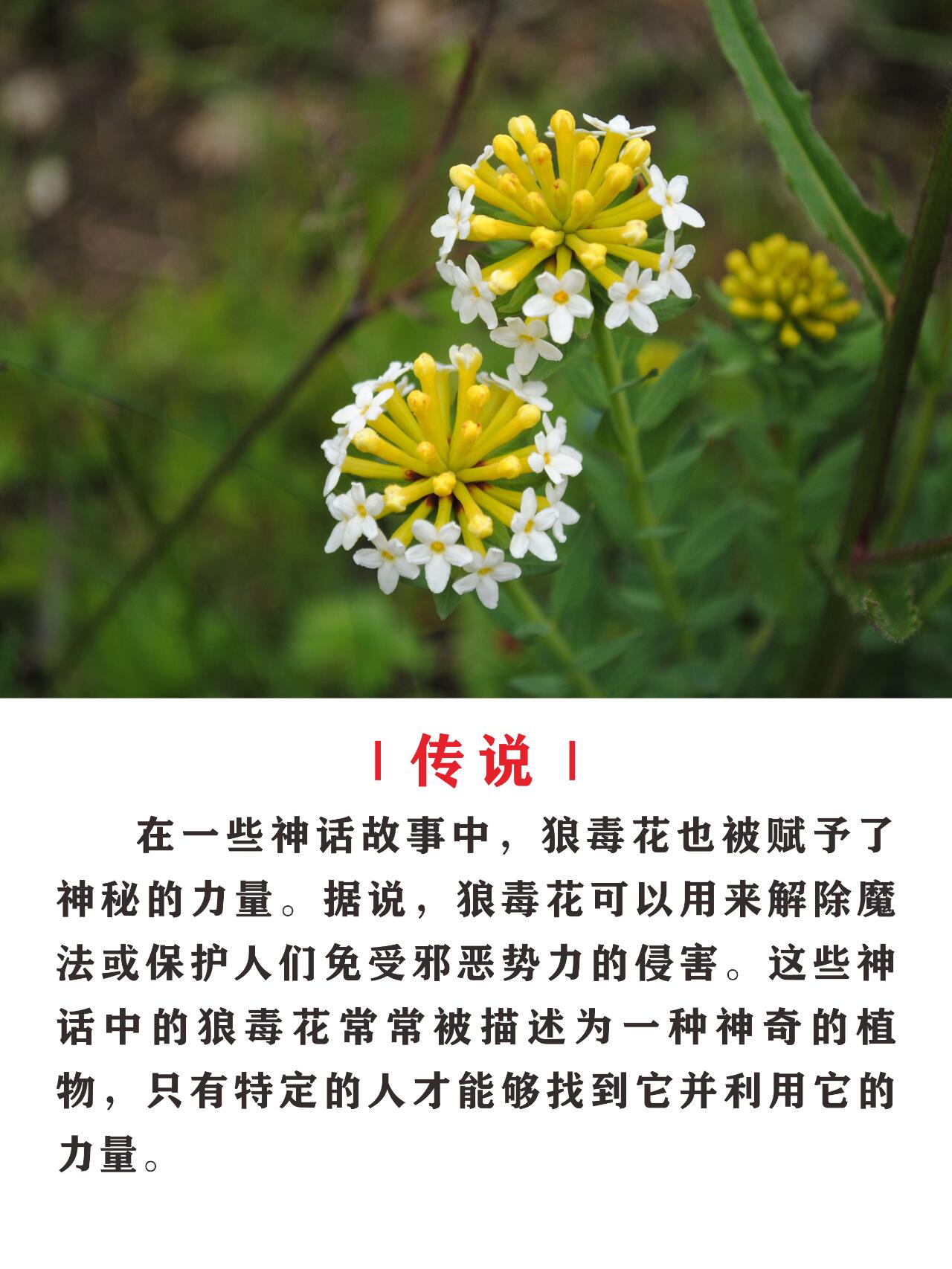 狼毒花,断肠草 🌸| 简介 | 狼毒花,属于毛茛科,多年生草本植物,形似