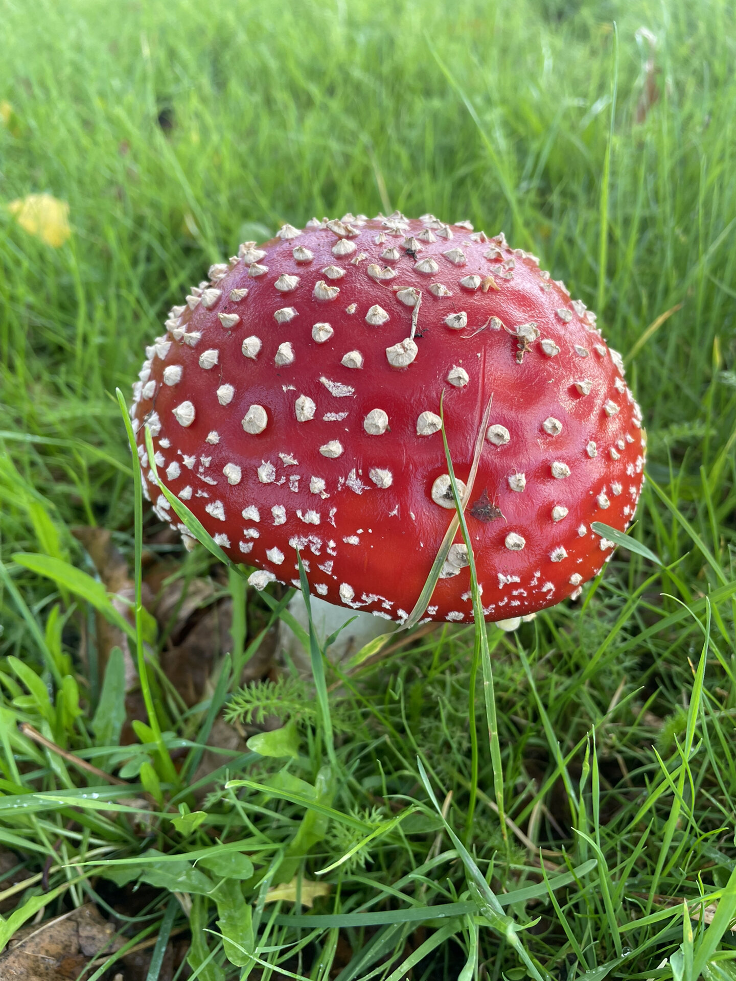 最具童话色彩毒蘑菇—毒蝇鹅膏菌