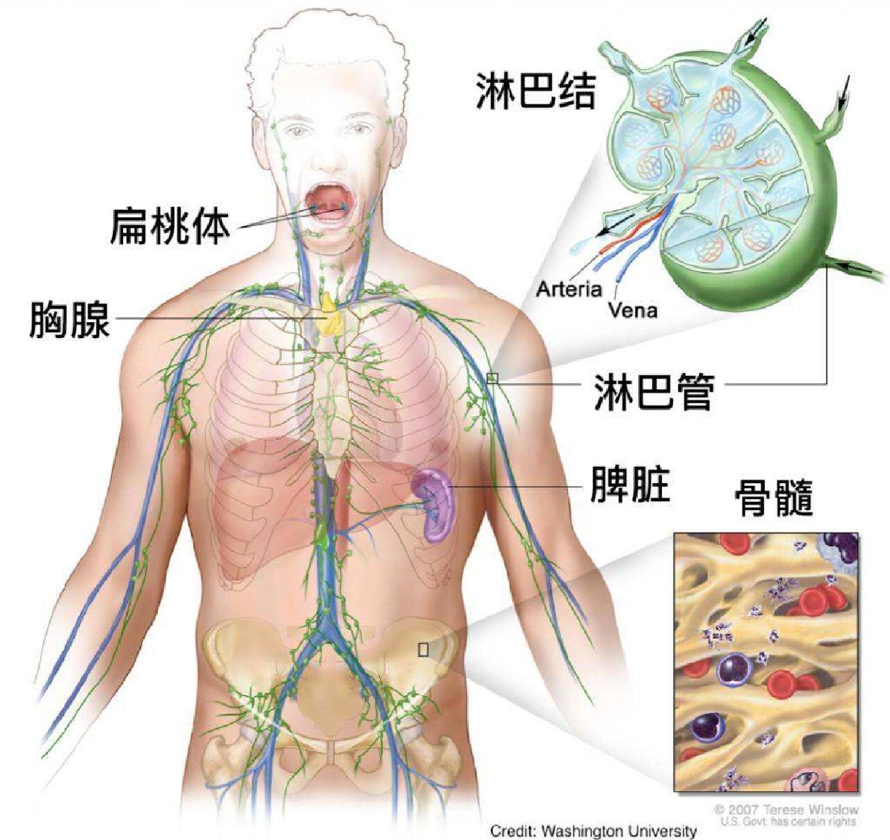 淋巴引流途径图片图片