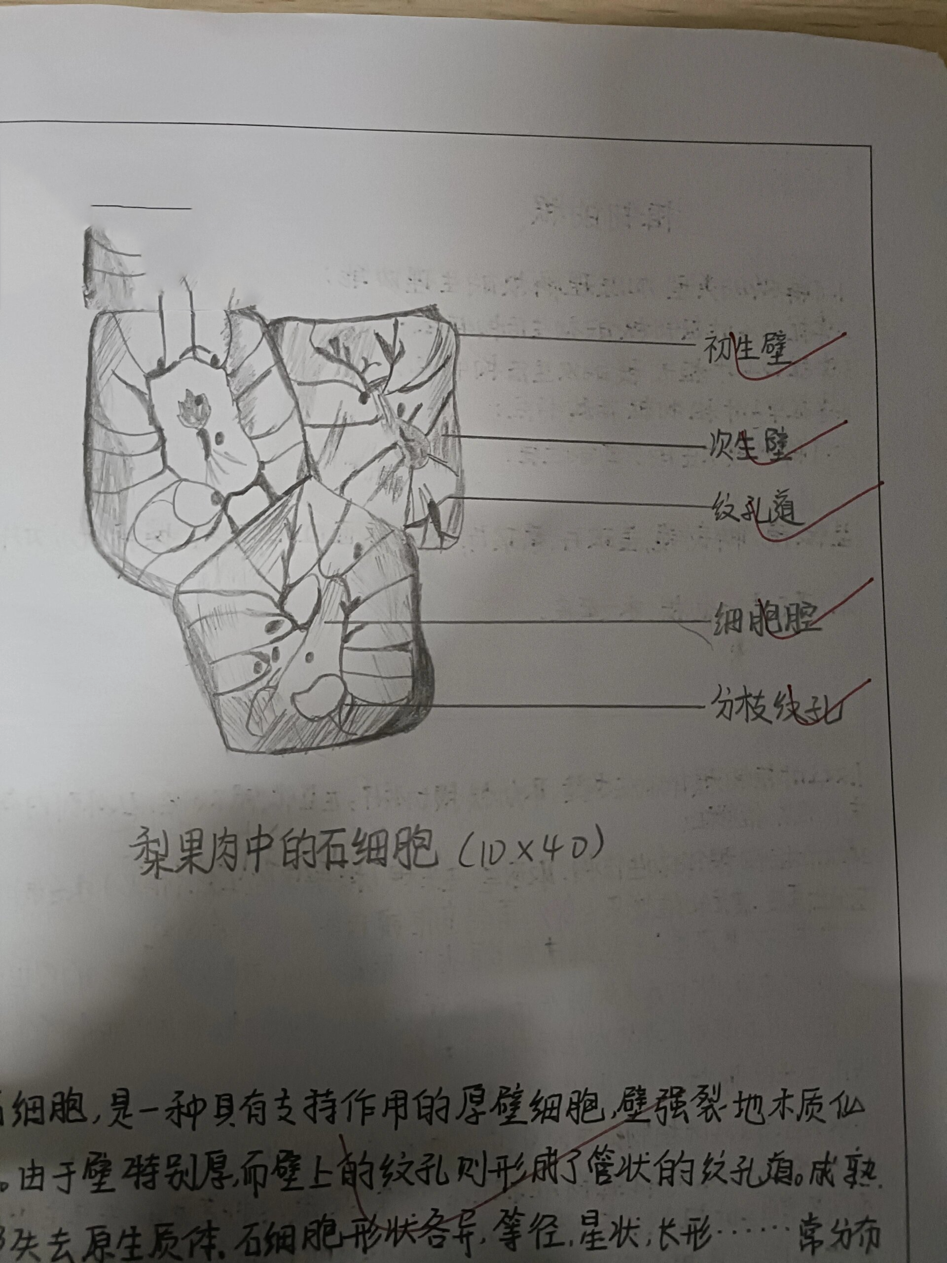 梨果肉中的石细胞(10*40)