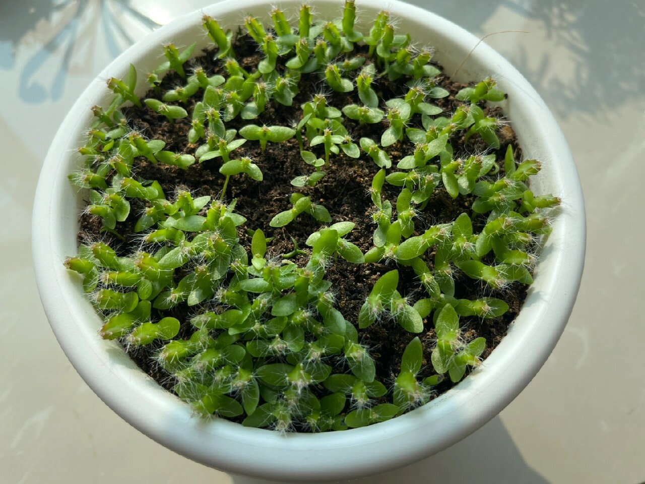 火龙果幼苗q弹时期 珍惜!