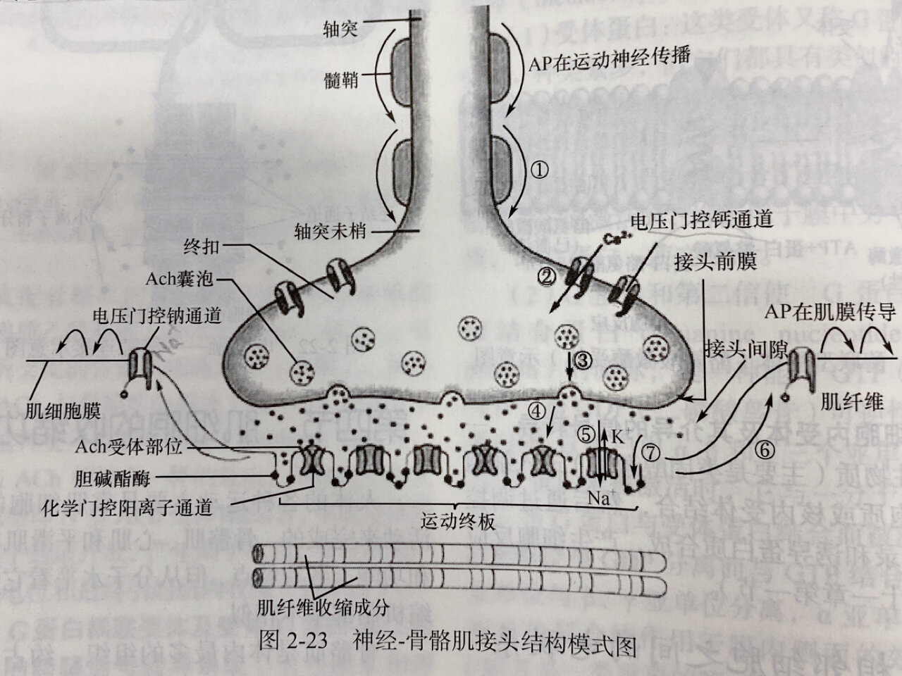神经骨骼肌接头