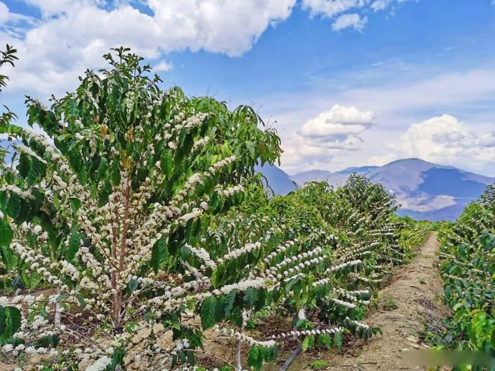 走进潞江坝,一股热浪扑面而来,这里,是云南保山小粒咖啡的产地,属于