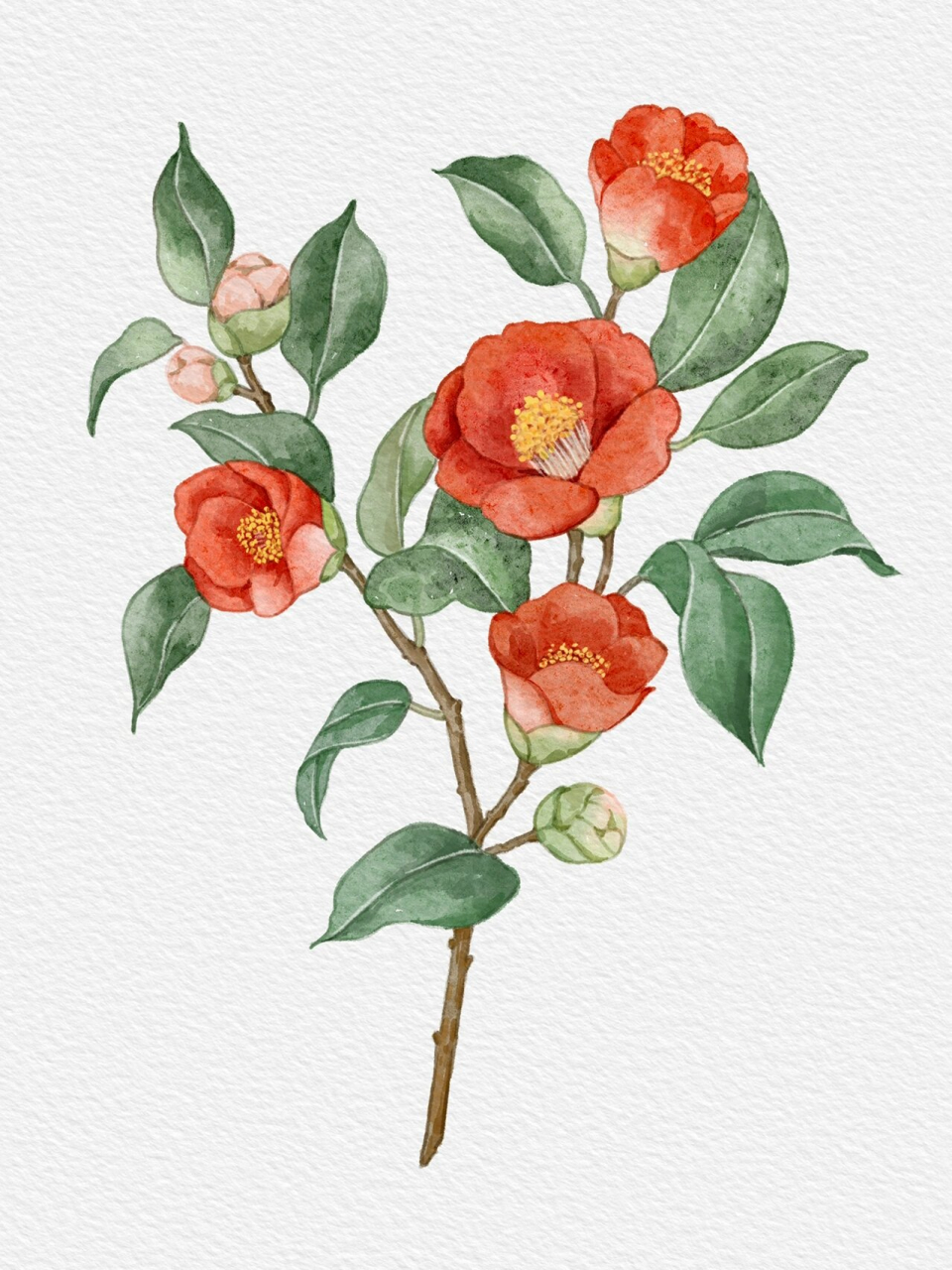 水彩花卉临摹~山茶花过程图|附大图线稿96