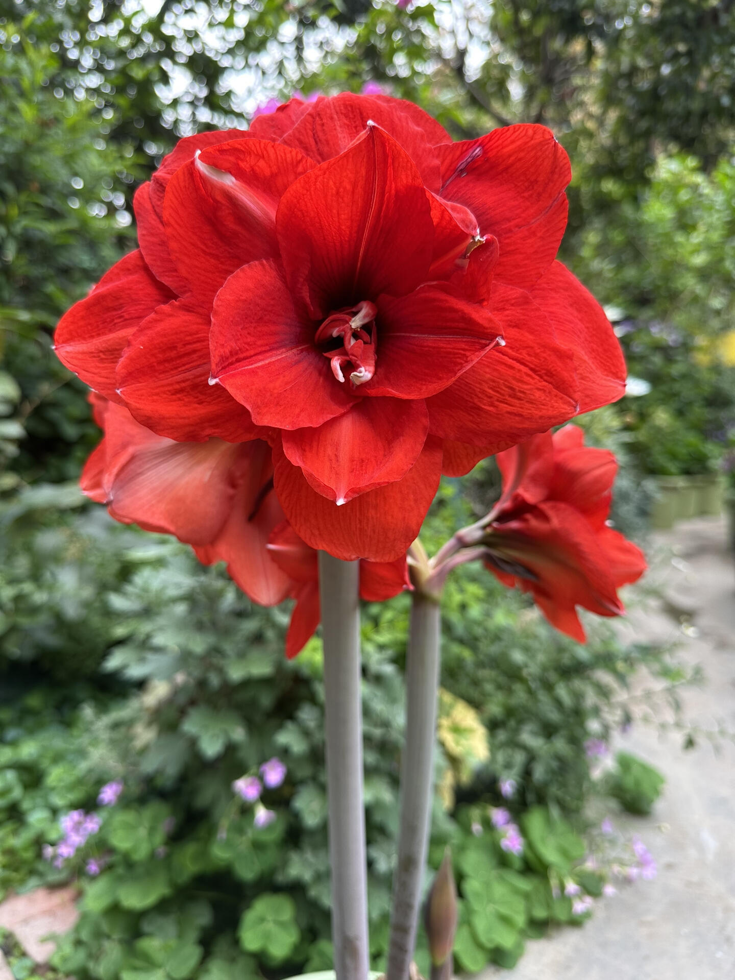 朱顶红:双龙 大红色的花除了最早的一棵双王,后面都是粉色系,到后来才