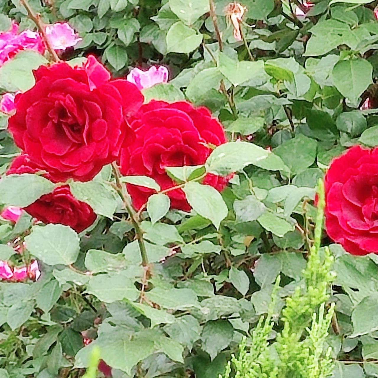 老年微信头像第二弹,希望喜欢  谁不喜欢大红花做头像呢,"平安幸福"们