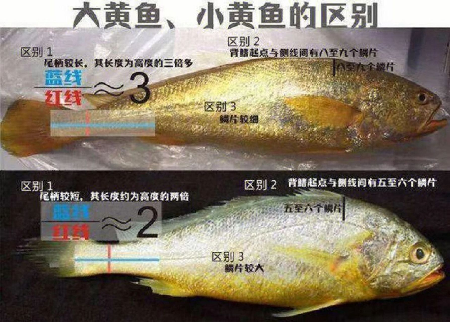 两者在小时候难