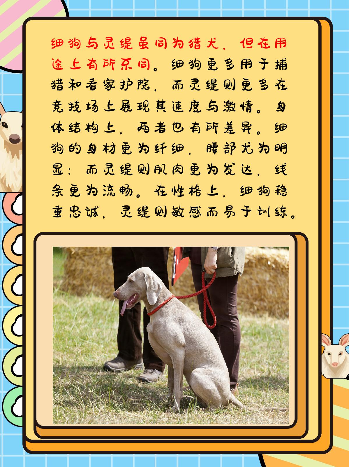 灵提犬与细犬图片