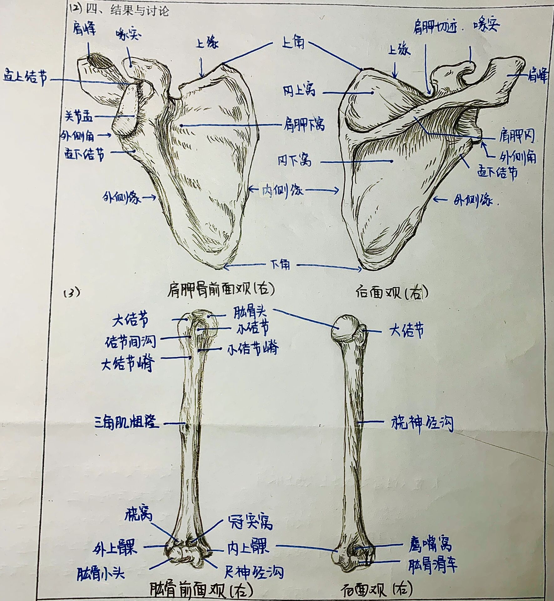 肱骨的前面观绘画图片