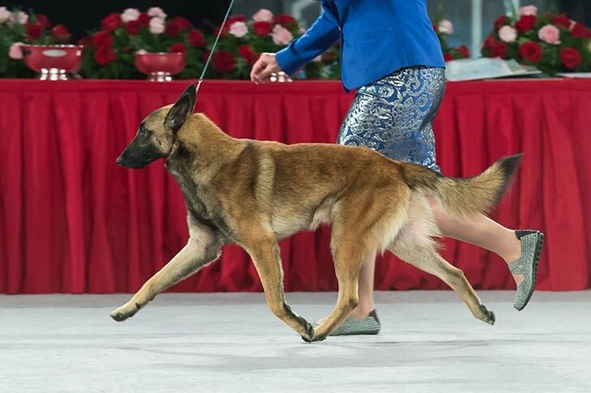 belgianmalinois图片