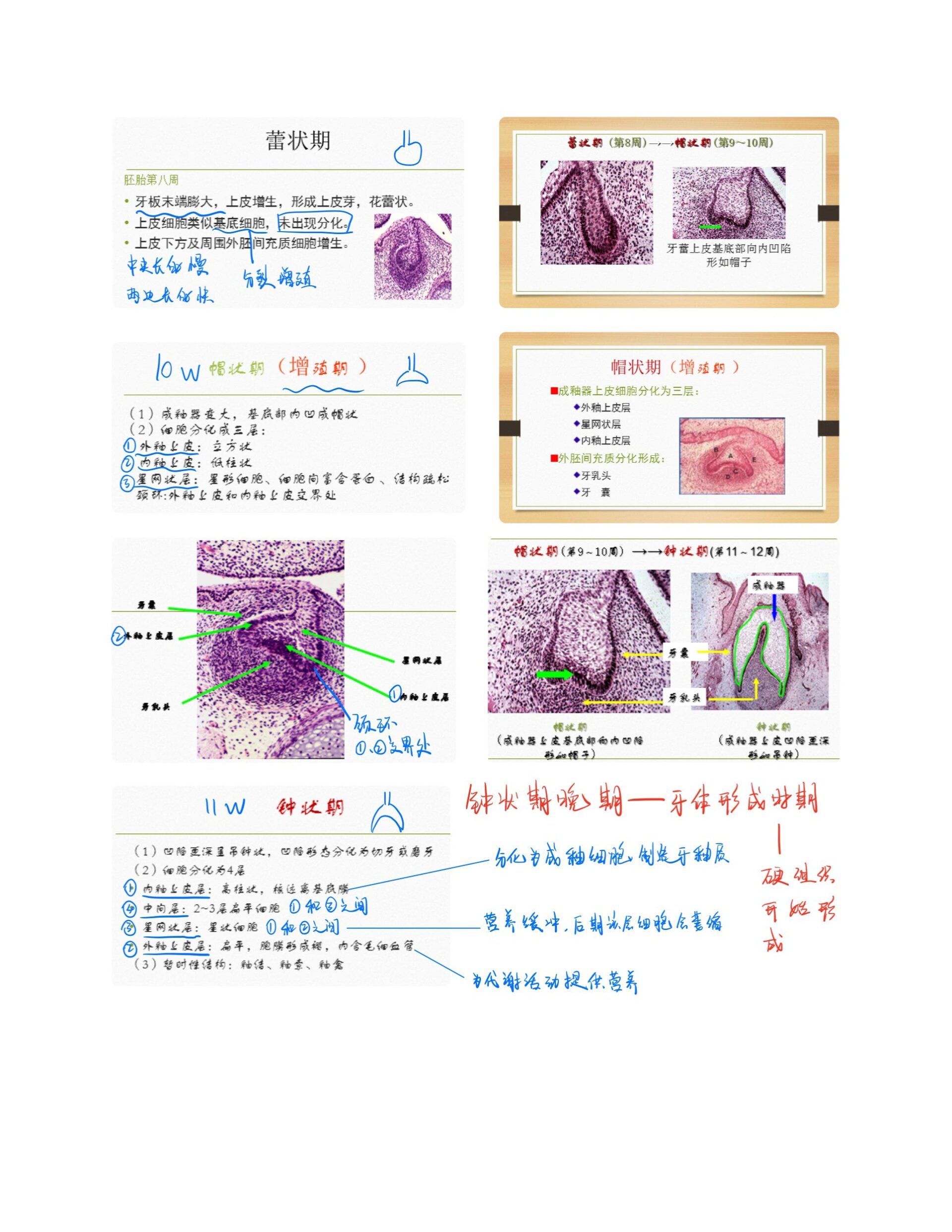 牙胚钟状期绘图图片