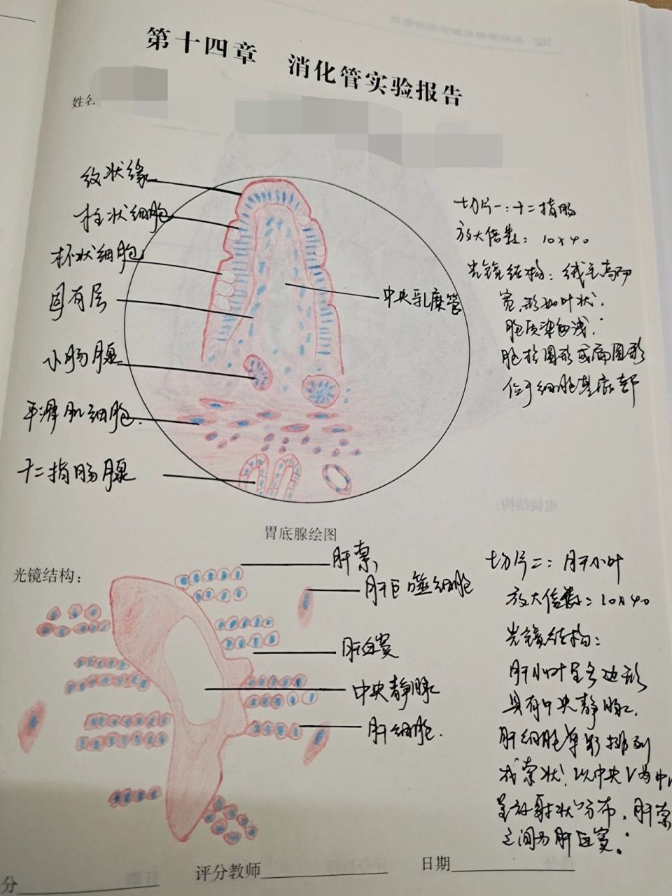 假复层纤毛柱状上皮细胞 5.心肌 6.神经元 7.骨骼肌 8.十二指肠 9.