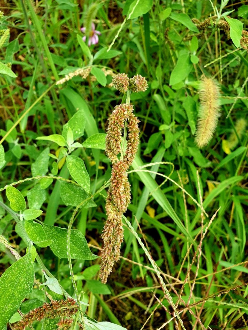 稗草 (水高粱) 外型好似水稻,第一次见7815