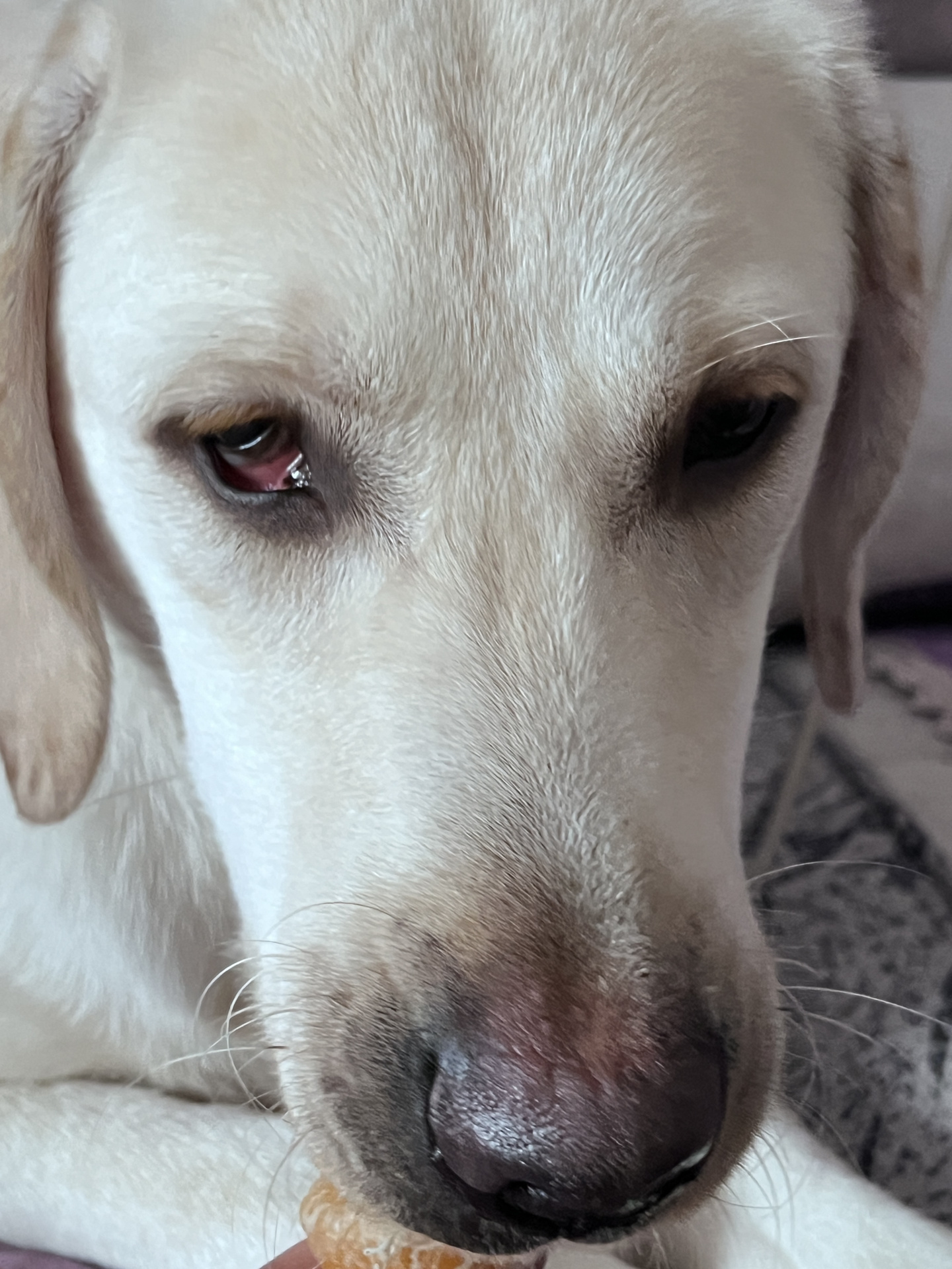 拉布拉多眼睛红 眼睛凹进去