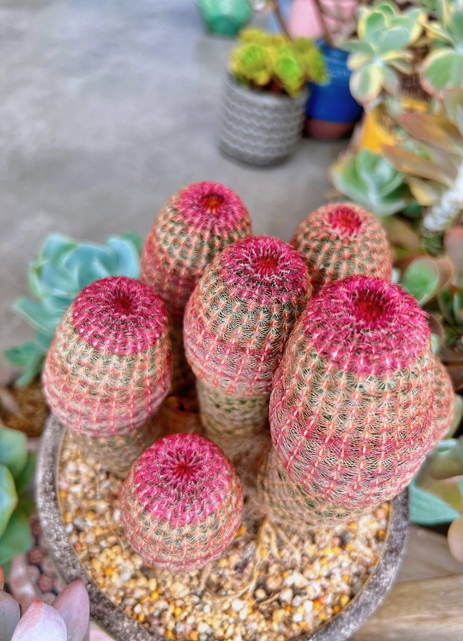 仙人球# #多肉控# #沙生植物# #仙人球红太阳